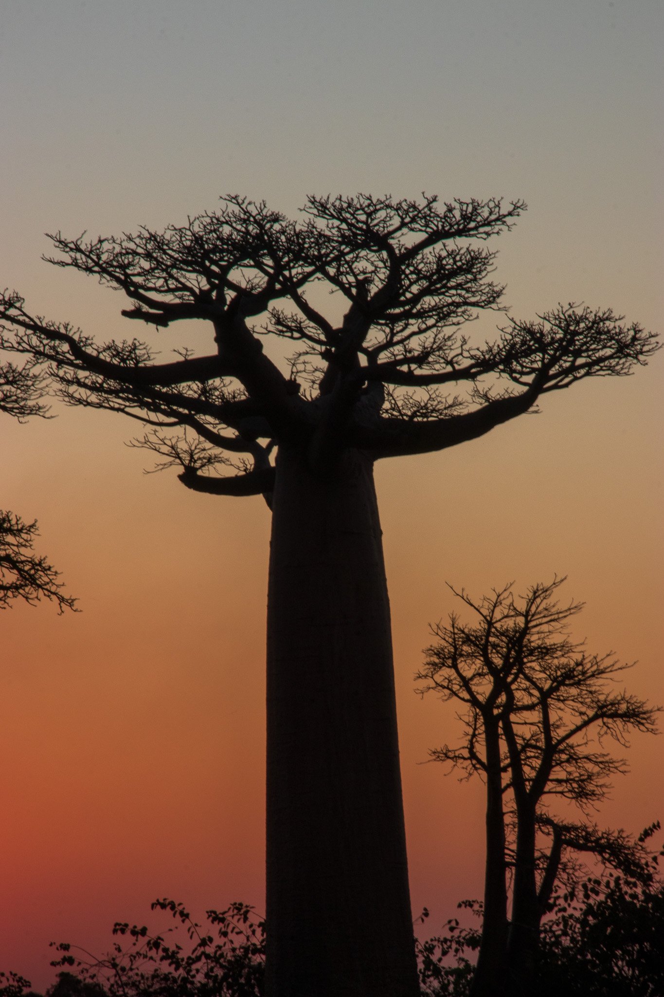 _25lug24_baobab149.jpg