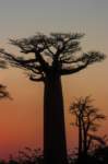 _25lug24_baobab149_small.jpg