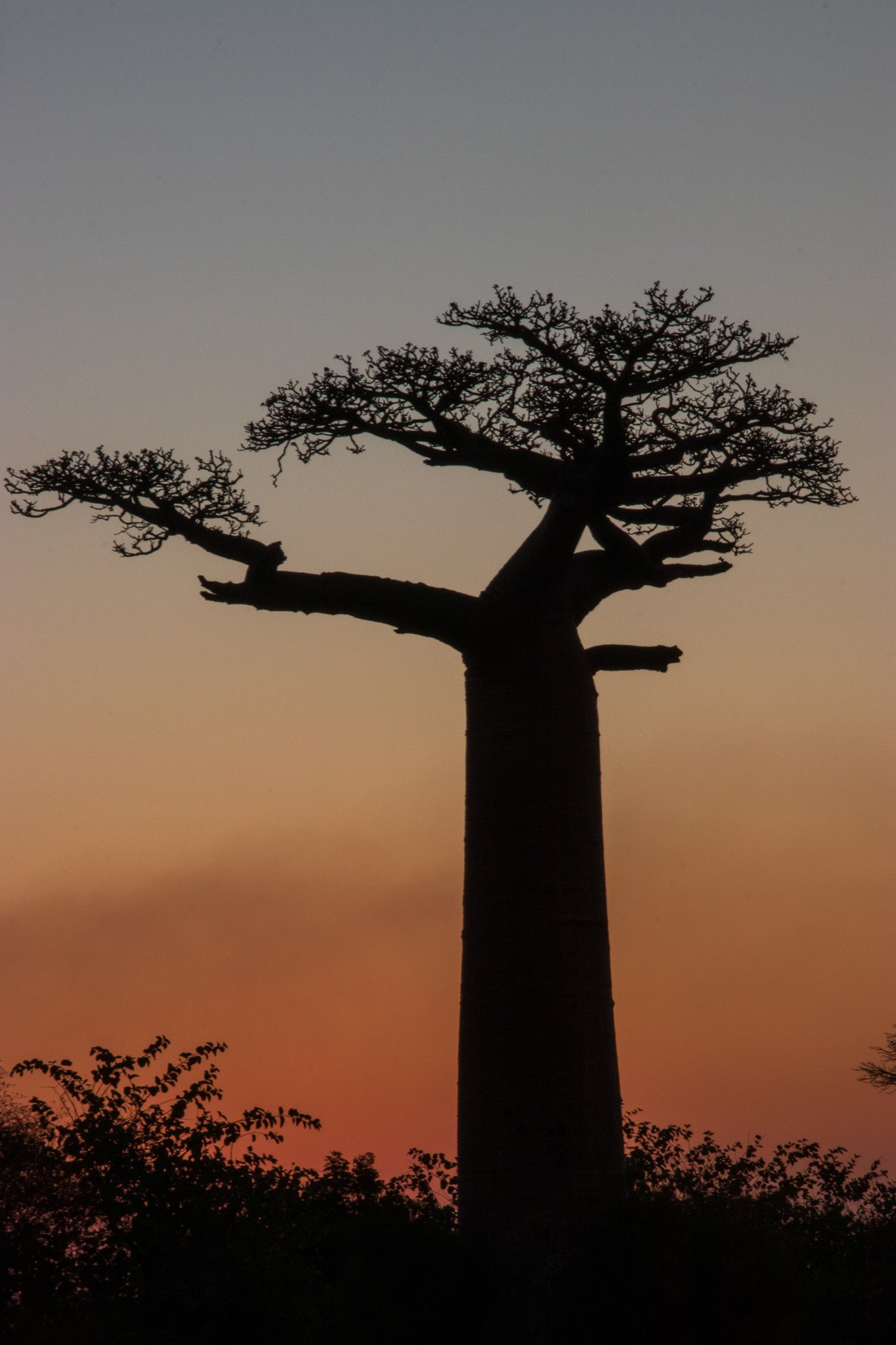 _25lug24_baobab150.jpg