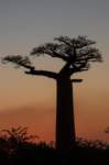 _25lug24_baobab150_small.jpg