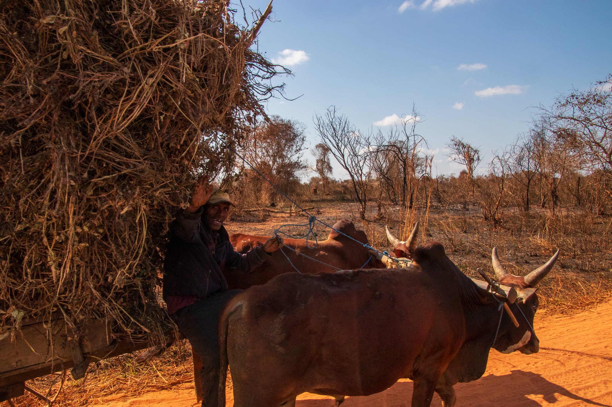 _25lug24_baobab29.jpg