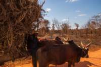 _25lug24_baobab29_small.jpg