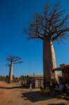 _25lug24_baobab80_small.jpg