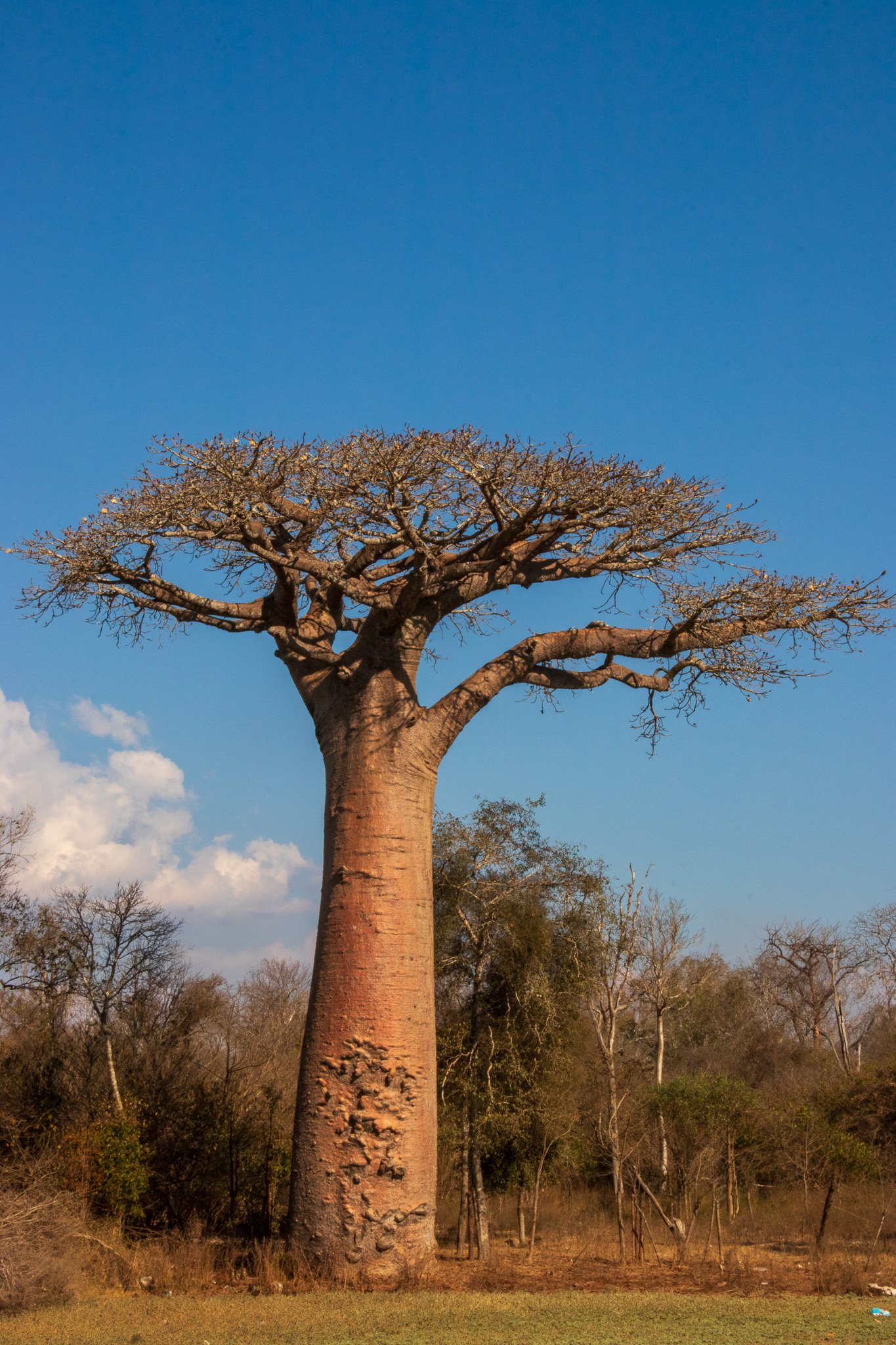 _25lug24_baobab81.jpg