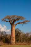 _25lug24_baobab81_small.jpg