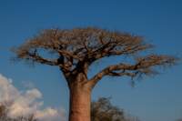 _25lug24_baobab83_small.jpg