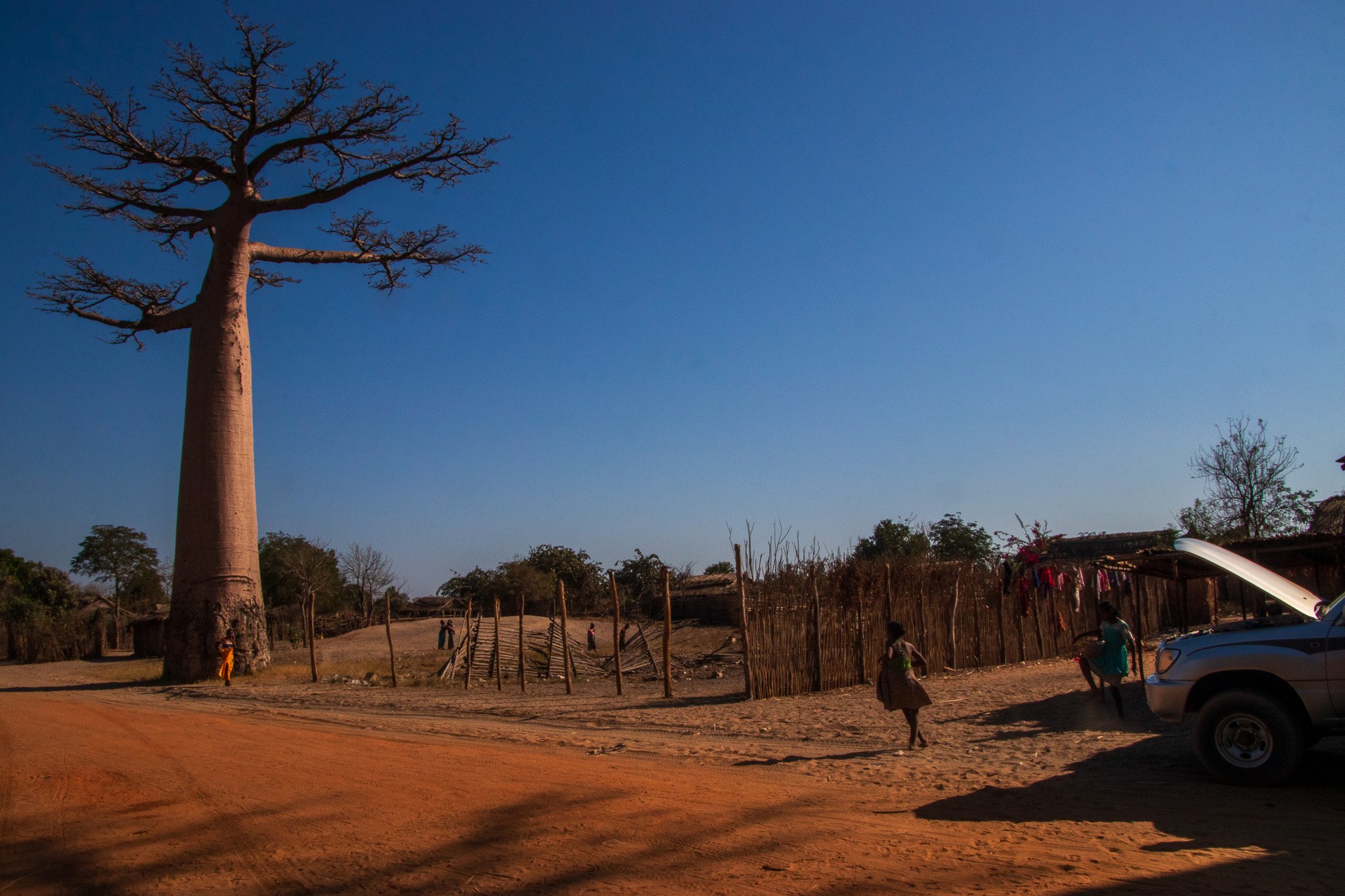 _25lug24_baobab87.jpg