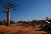 _25lug24_baobab87_small.jpg