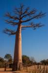 _25lug24_baobab88_small.jpg