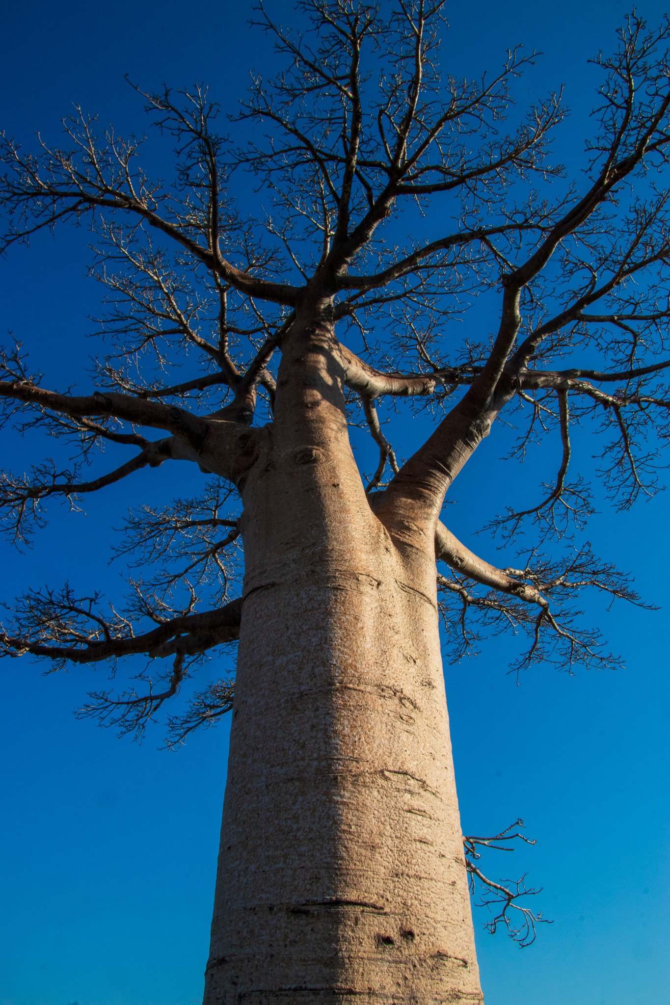 _25lug24_baobab89.jpg