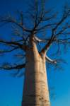 _25lug24_baobab89_small.jpg