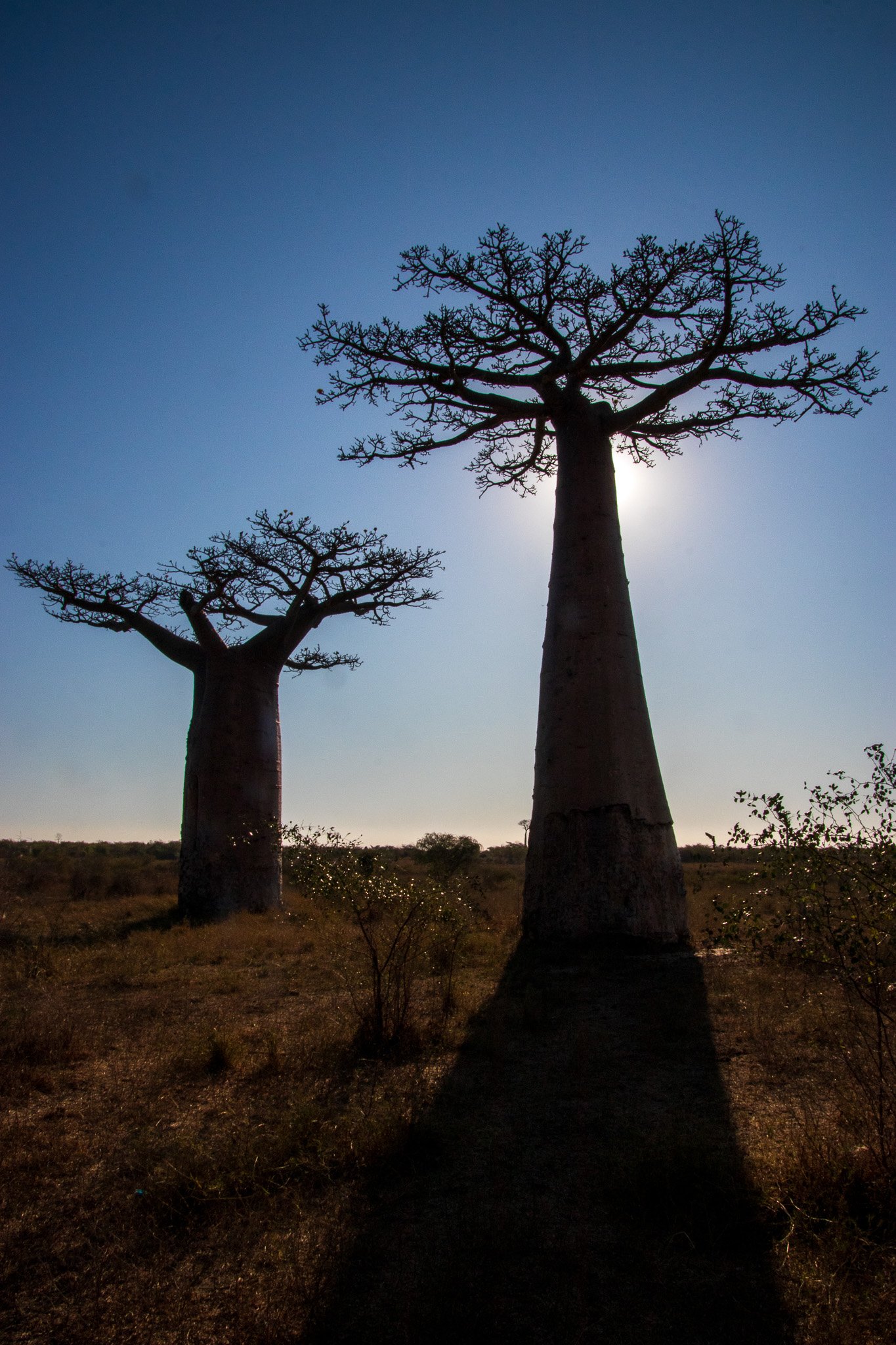 _25lug24_baobab90.jpg