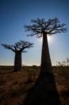 _25lug24_baobab90_small.jpg