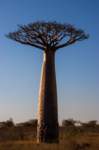 _25lug24_baobab91_small.jpg