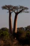 _25lug24_baobab92_small.jpg