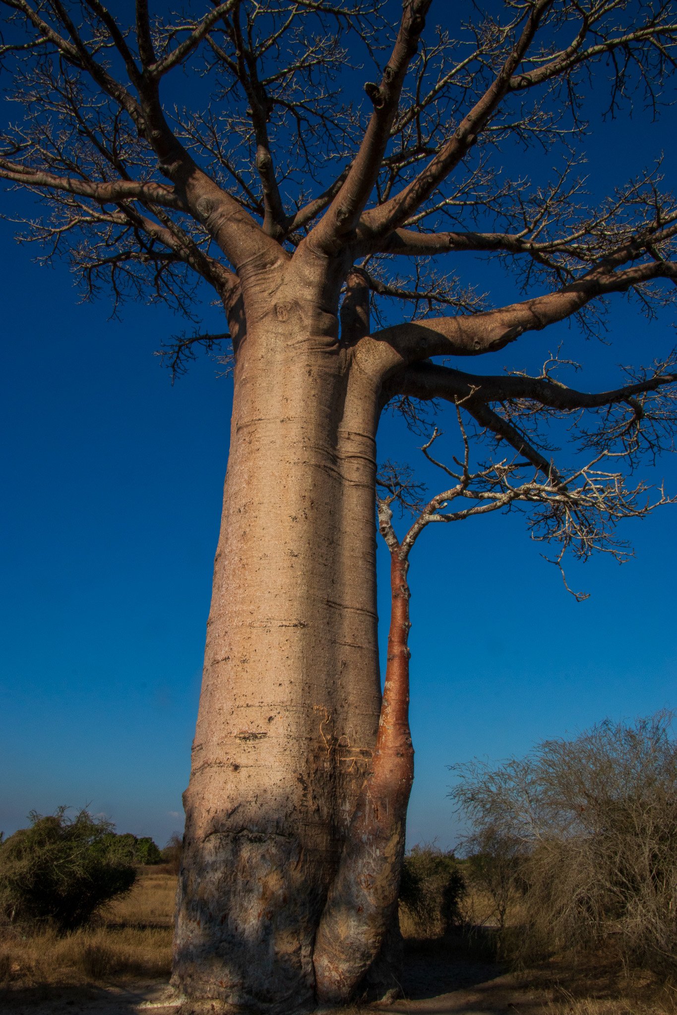 _25lug24_baobab93.jpg