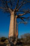 _25lug24_baobab93_small.jpg