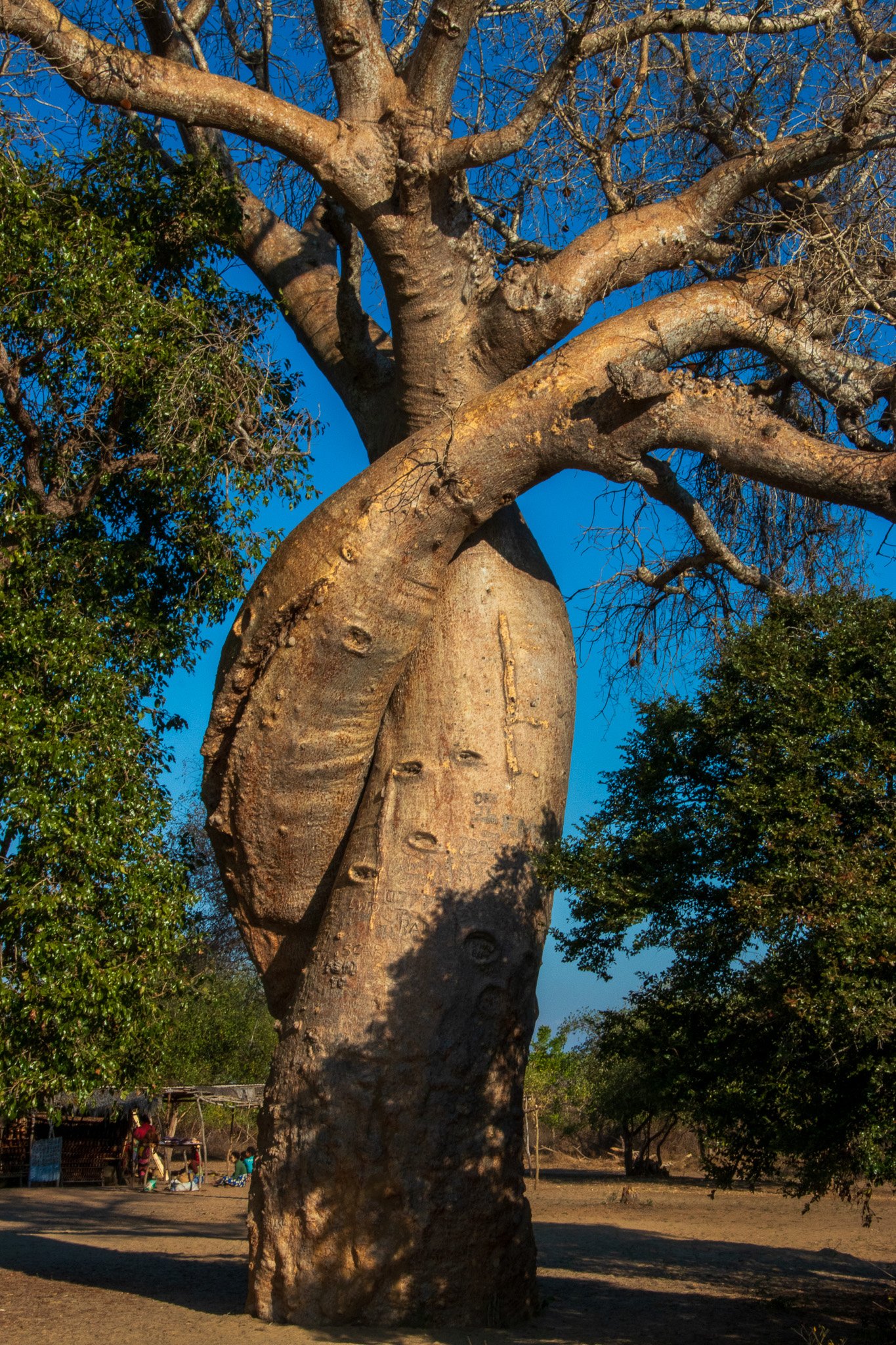 _25lug24_baobab95.jpg