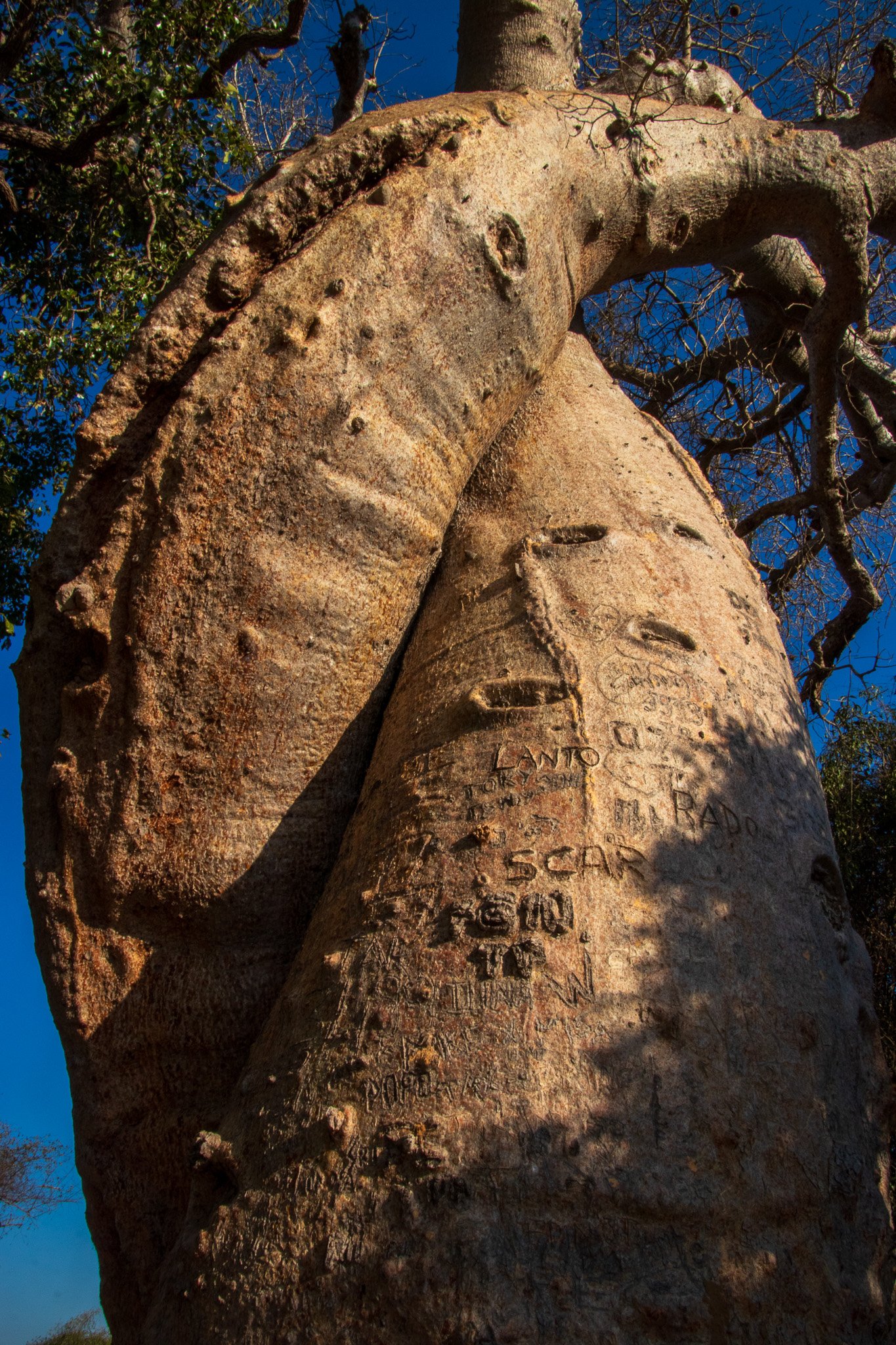 _25lug24_baobab98.jpg