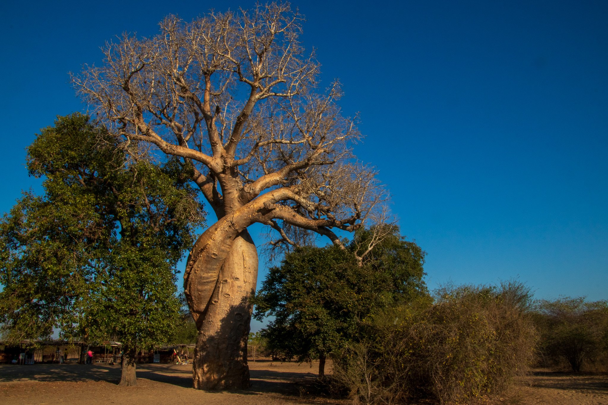 _25lug24_baobab99.jpg