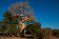 _25lug24_baobab99_small.jpg