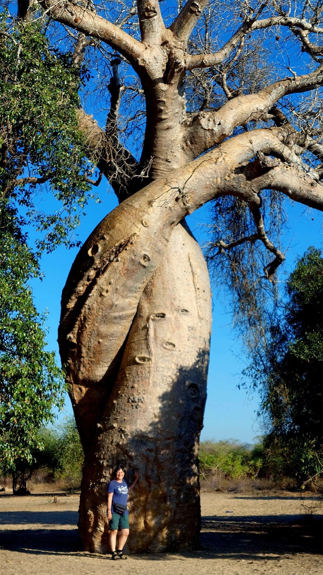 a_25lug24_baobab.jpg