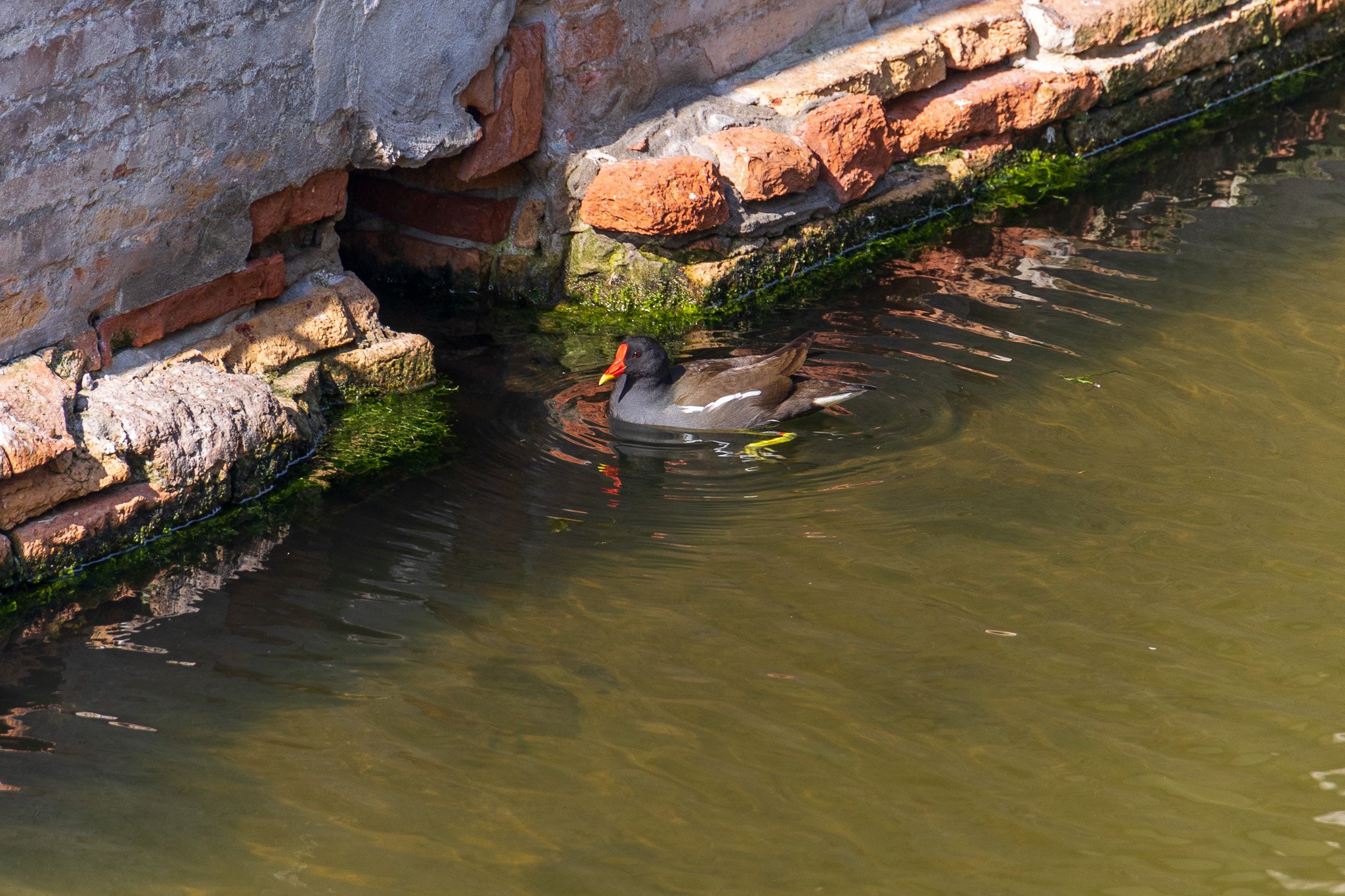 comacchio18apr23034.jpg