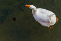 comacchio18apr23043_small.jpg