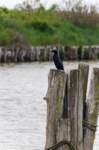 comacchio18apr23050_small.jpg