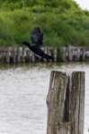 comacchio18apr23051_small.jpg