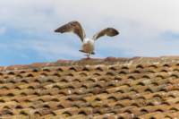 comacchio18apr23071_small.jpg