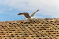 comacchio18apr23072_small.jpg