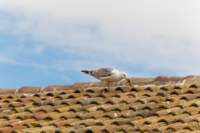 comacchio18apr23075_small.jpg