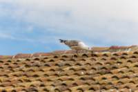 comacchio18apr23076_small.jpg