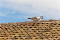 comacchio18apr23078_small.jpg