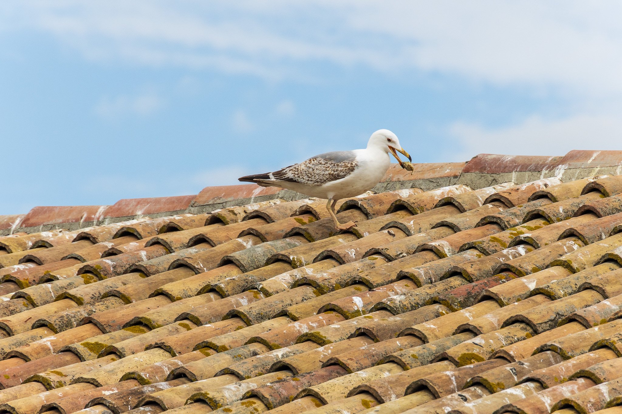 comacchio18apr23079.jpg