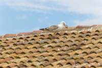 comacchio18apr23079_small.jpg