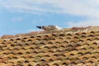 comacchio18apr23080_small.jpg