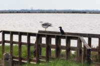 comacchio18apr23086_small.jpg