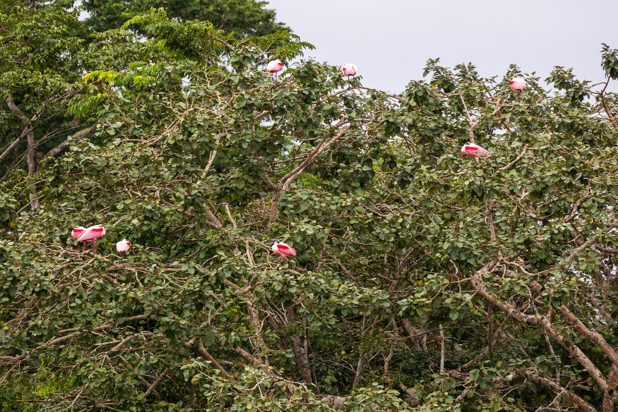 dic24tortuguero21.jpg