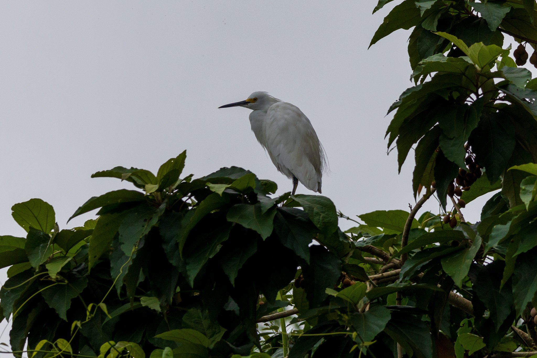 dic24tortuguero25.jpg