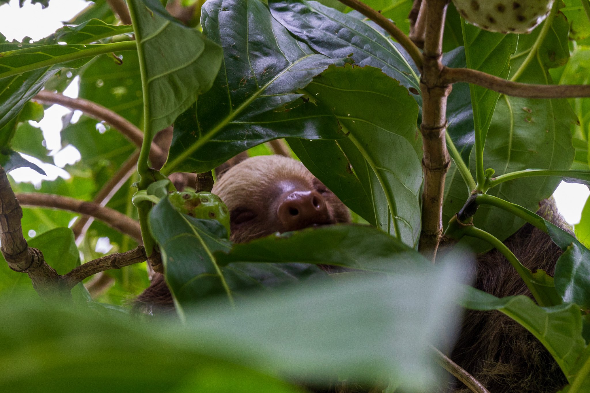 dic24tortuguero53.jpg