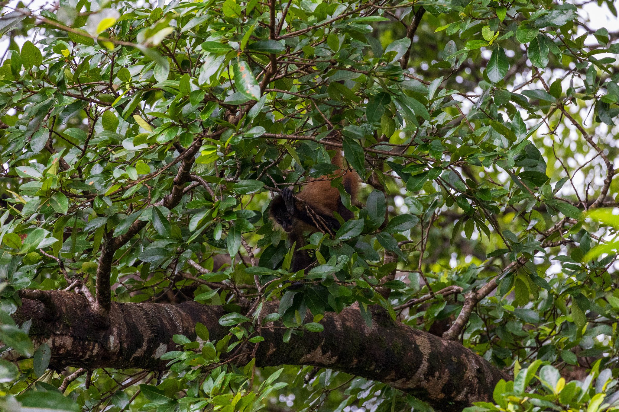 dic24tortuguero2.jpg