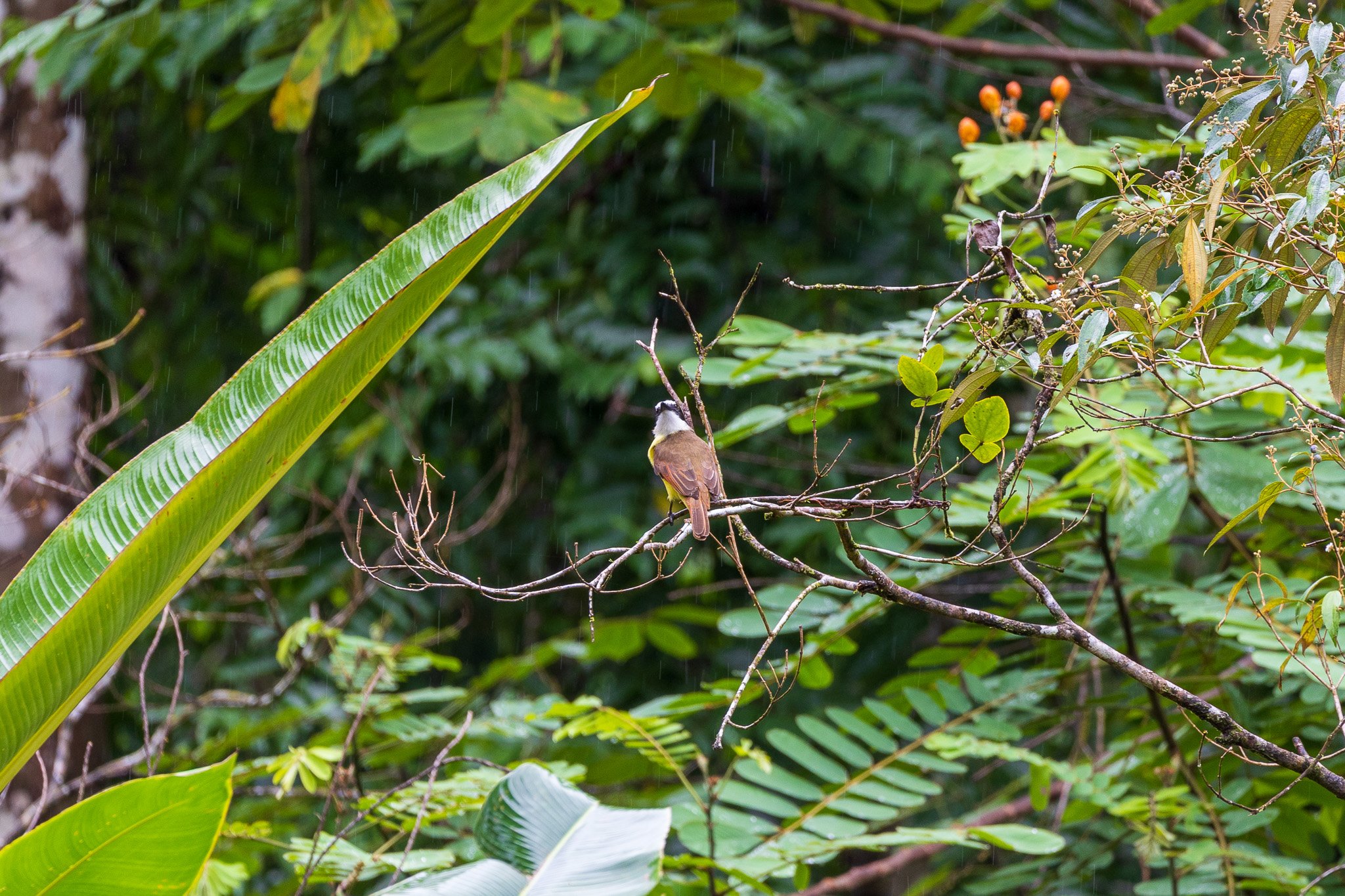 dic24tortuguero61.jpg