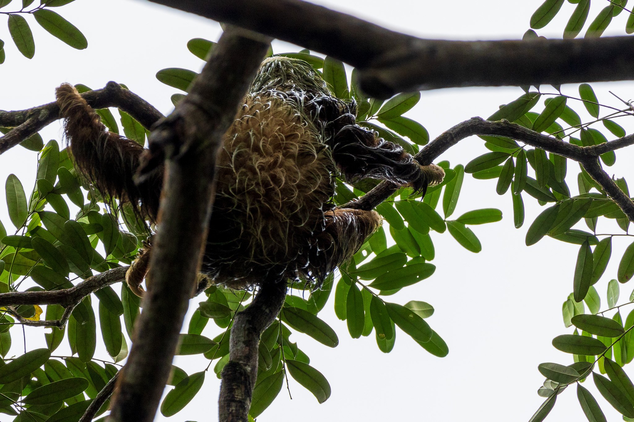 dic24tortuguero7.jpg