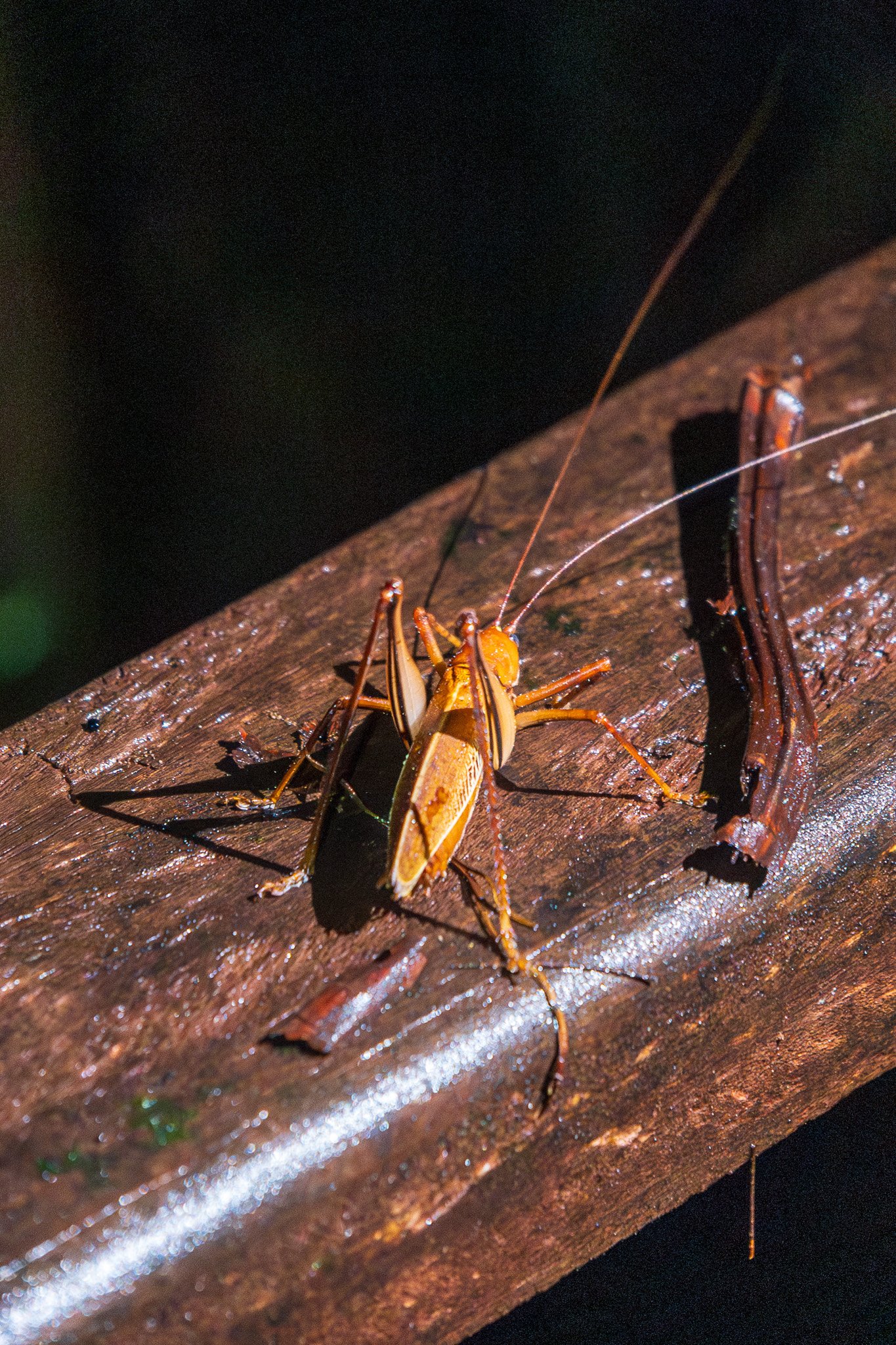 dic24tortuguero16.jpg