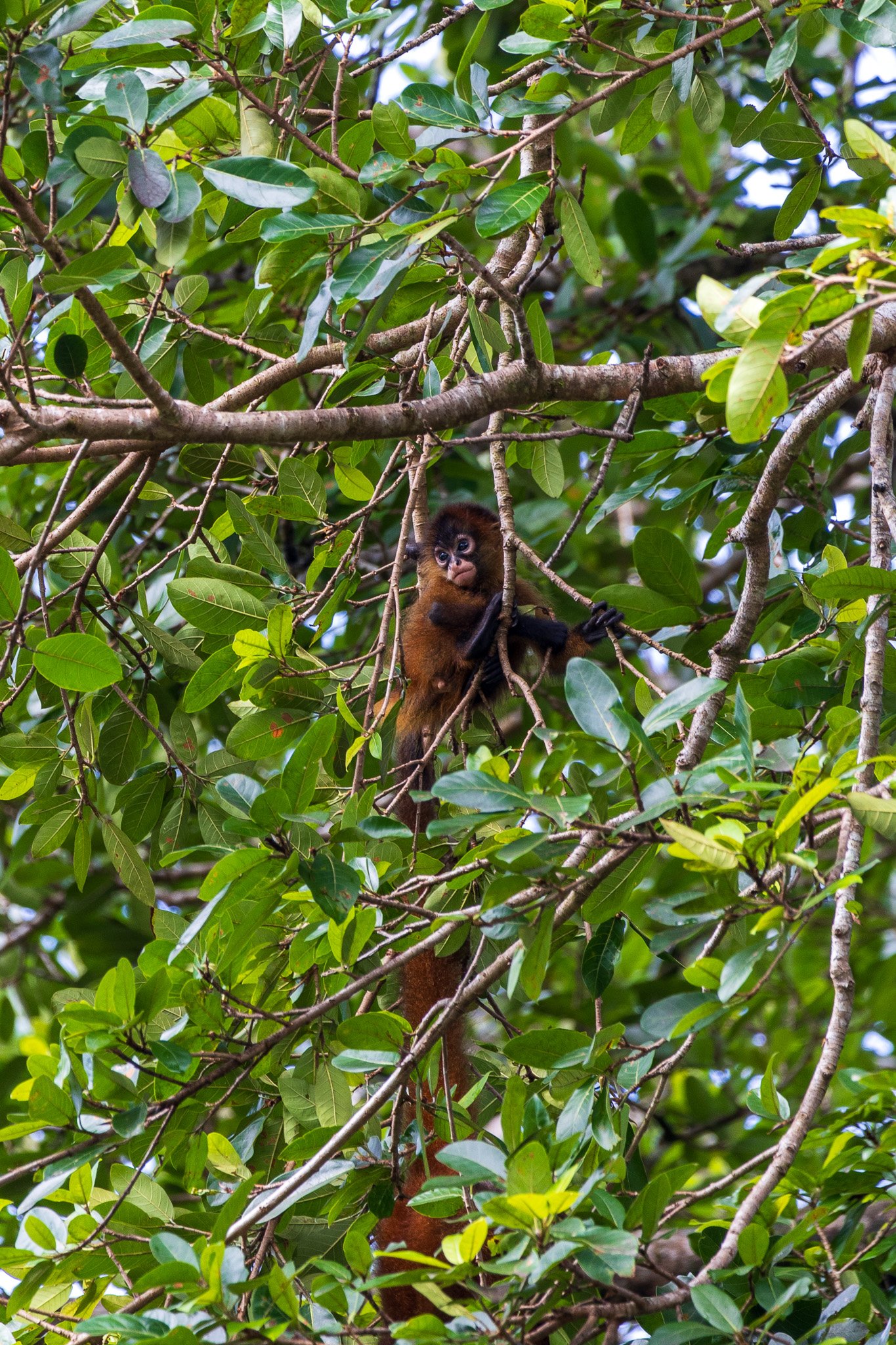 dic24tortuguero26.jpg