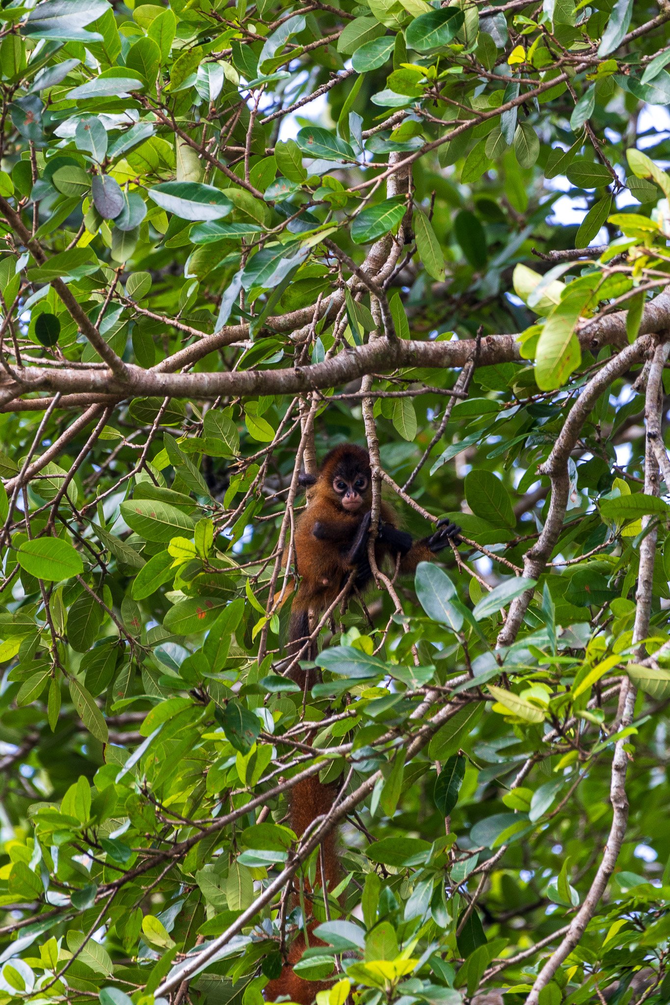 dic24tortuguero28.jpg