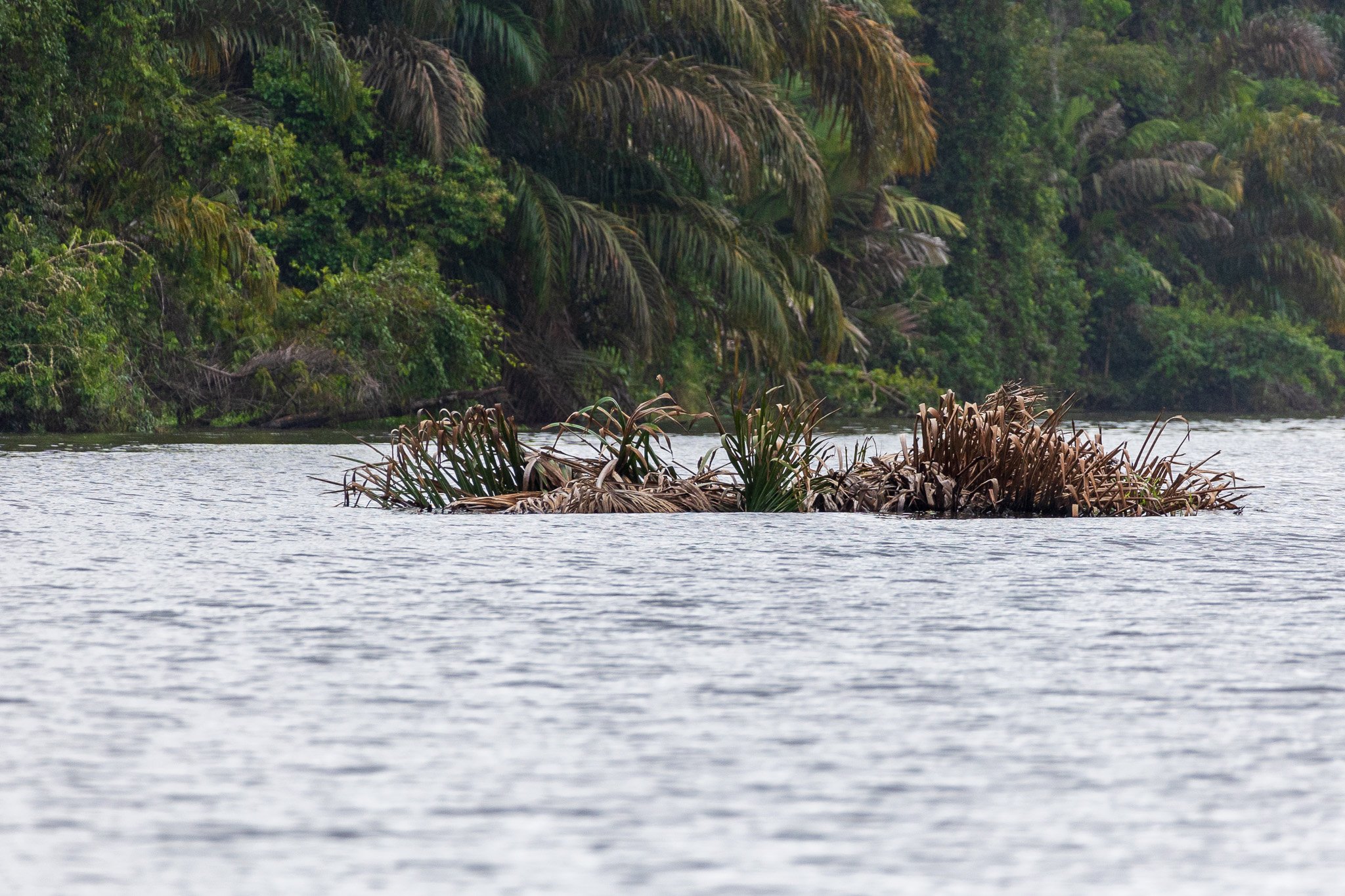 dic24tortuguero47.jpg