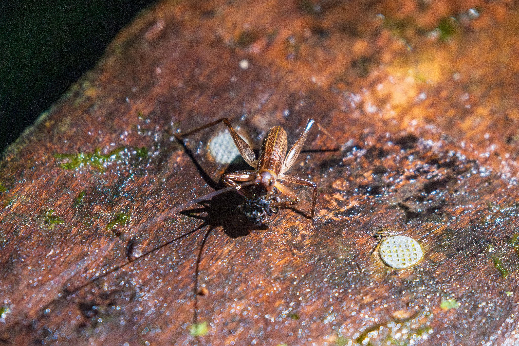 dic24tortuguero5.jpg